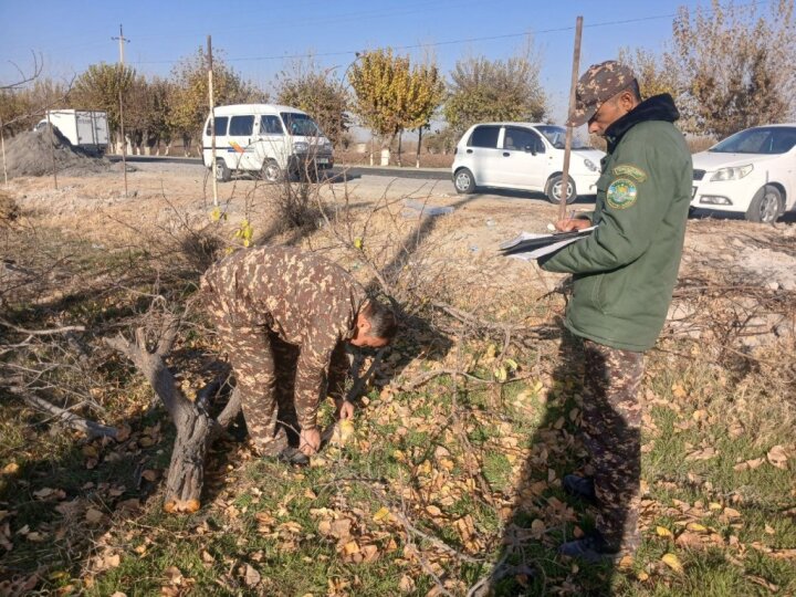 Лесоруба из Самарканда заставили заплатить огромный штраф и посадить в 10 раз больше деревьев
