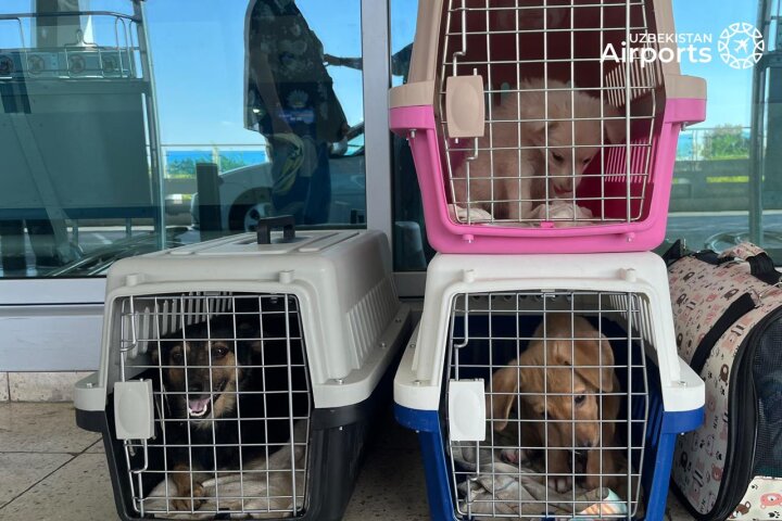 Узбекистанцам рассказали о правилах перевозки домашних животных на самолёте