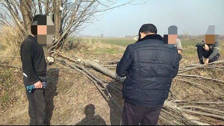 Житель Самаркандской области заплатит более 22 млн сумов штрафа за вырубку деревьев