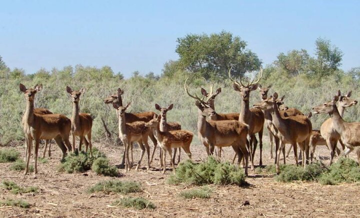 В Каракалпакстане предложили переселить бухарских оленей из Бадай-Тугай в Назархан