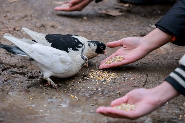 3 февраля в Узбекистане пройдёт акция «Помощь птицам зимой»