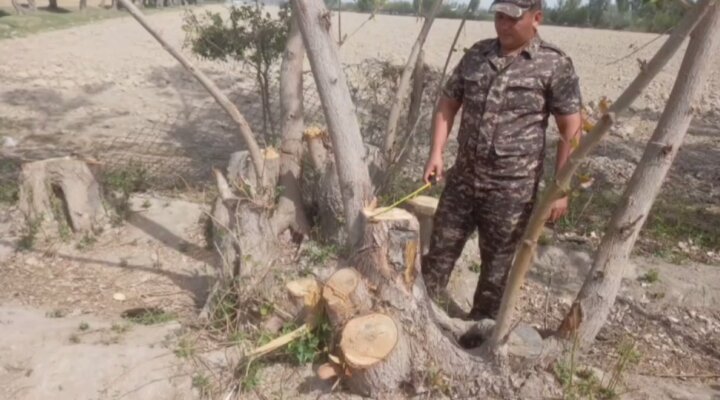 Более 1 млрд сумов за 2025 год взыскали экологи Сырдарьи за незаконную вырубку деревьев