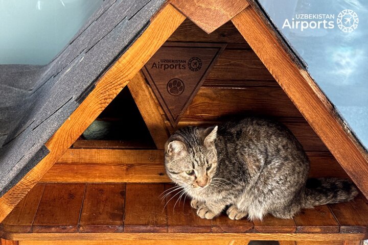 В Ташкенте инициатива Uzbekistan Airports с котодомиками дала результаты за год