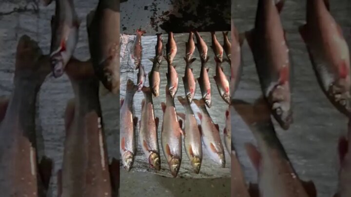 В Андижане браконьеры, при помощи электроудочки, наловили рыбы на 360 млн сумов