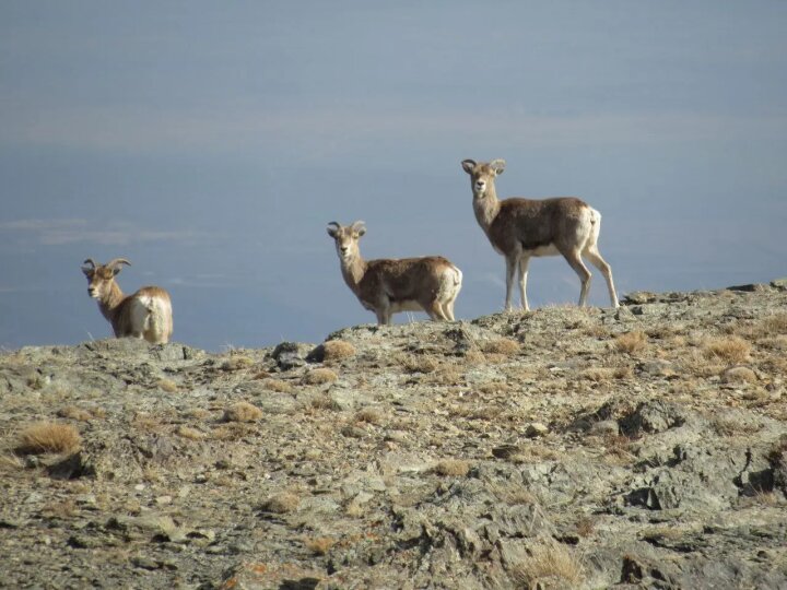 Численность кызылкумских архаров стабилизировалась в Джизакской области