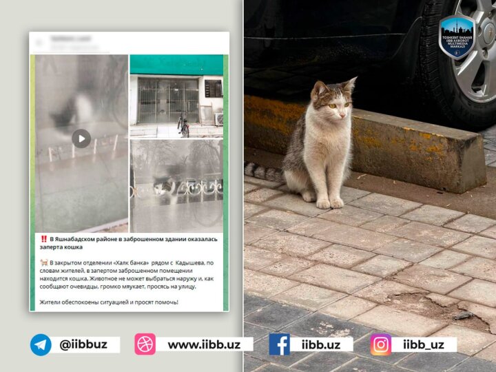 В Ташкенте инспектор профилактики спас кошку