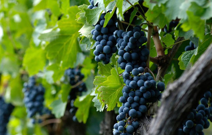 Самаркандская область стала крупнейшим производителем винограда нашей страны